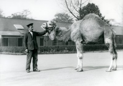 A Dromedary or Arabian Camel with Keeper W. Styles at London Zoo, 1923 by Frederick William Bond